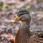 漫蛙漫画网防走失介绍,漫蛙防走失站官网 2jgaxe