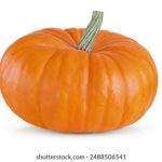 在线播放免费人成动漫视频 565iih