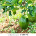 特色三级片 5fqob7