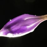 成年女人毛片免费观看 q81q9