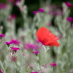 漫蛙漫画官方页面免费漫画入口,漫蛙 漫画网防走失 xxk1x663u4