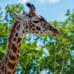 张津渝事件背后的真相与社会反响分析 2u6fn