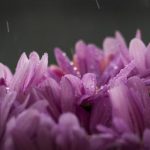 一同看写真西方:探索西方文化与艺术的魅力之旅 5i9b3e56l