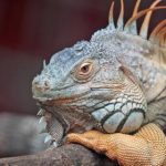 叽哩叽哩漫画:探索奇幻世界的无限可能 5ls4zq6uki