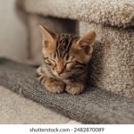 天狼影视免费在线观看:畅享最新热门影视剧,尽在天狼平台! 6jg1532k41