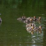 哈哩哈哩网站动漫:探索最新热门动漫与精彩推荐的最佳平台 v3r240t