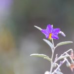 探索大米动漫官方入口:畅享精彩动漫世界 7r1ubpguo5