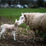 探秘含羞草的多重功效与健康益处 fulzz0shu3