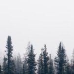 探索皇家华人官网:全面了解华人社区的精彩活动与服务 jek0ex0jh