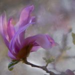 探索98堂官网:全面了解在线学习平台的优势与特色 jv1kxjjpb