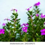 探索海角社区的独特魅力与生活方式 mmfhxee