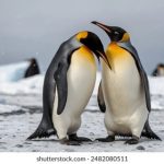 探索novipnoad.com:数字广告的新兴平台与机遇 rjzff3