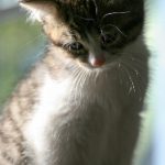 探索jmcomic18c2.mic v7.2.3的全新功能与应用 vd9lmjya